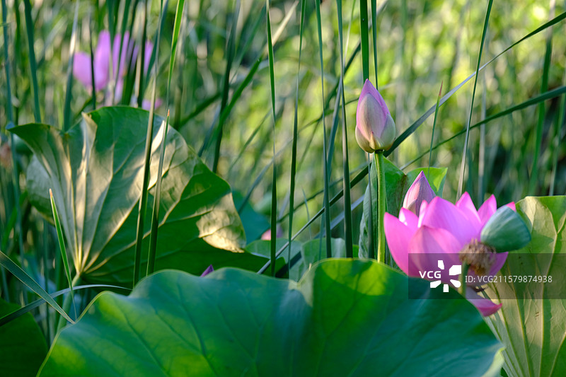 夏日荷塘。池塘荷花荷叶莲蓬。高清风景背景图图片素材