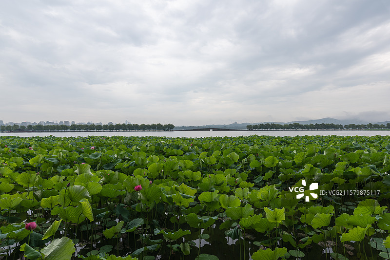 浙江杭州西湖断桥白堤北山路夏季荷花荷叶雨雾天风景图片素材