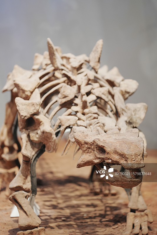 恐龙骨架图片素材