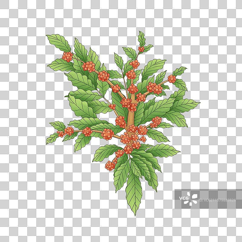 红色果实绿叶植物咖啡树图片素材