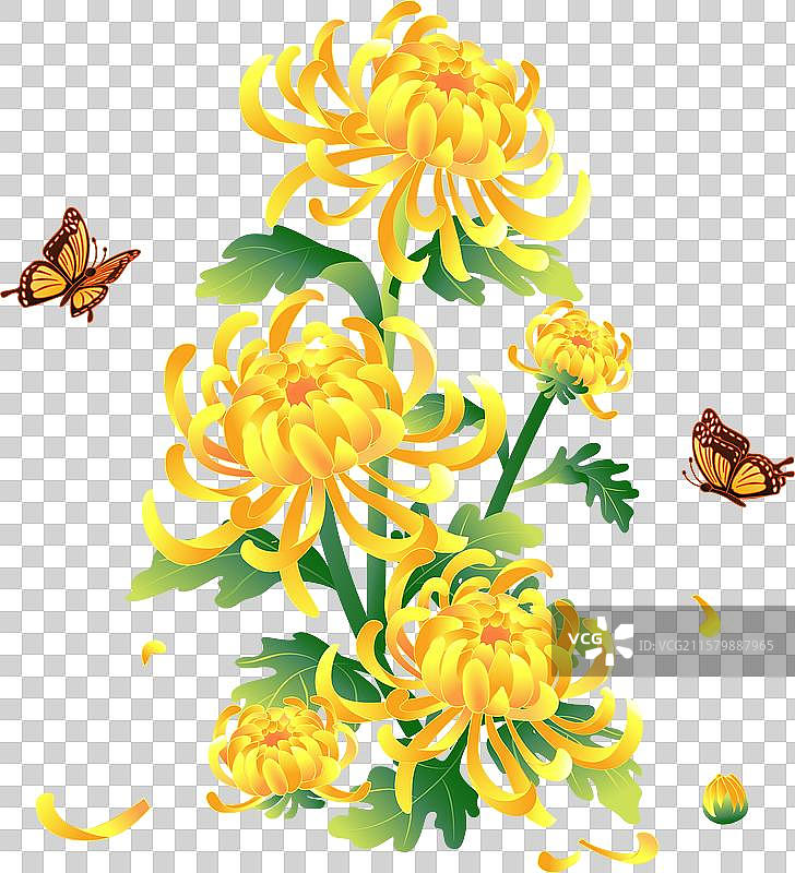 寒露九月九重阳节 菊花 插画元素图片素材