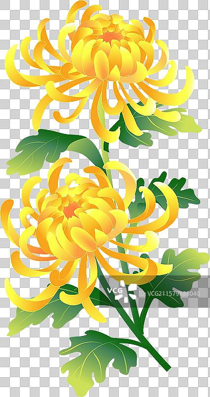 寒露九月九重阳节 菊花 插画元素图片素材