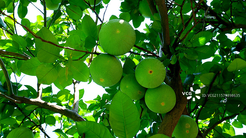 夏天武汉古德寺里结满果实的柚子树图片素材