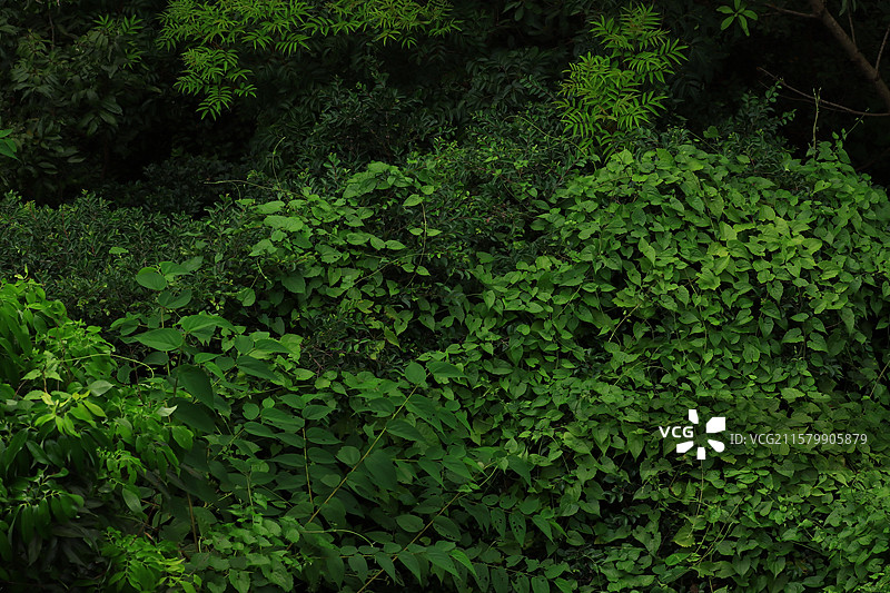 深圳科技公园的建筑和植物图片素材