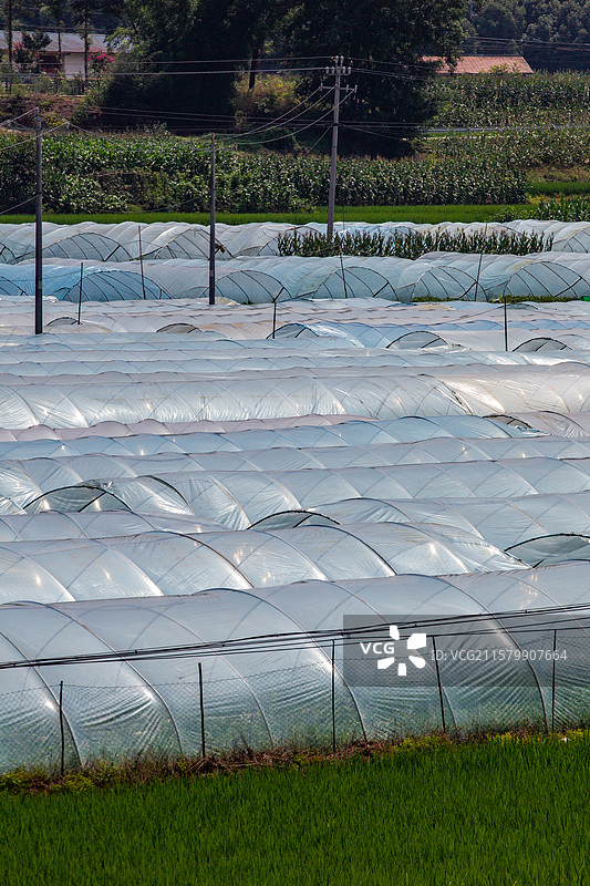 四川省绵阳市菜地，大棚，蔬菜，农业图片素材