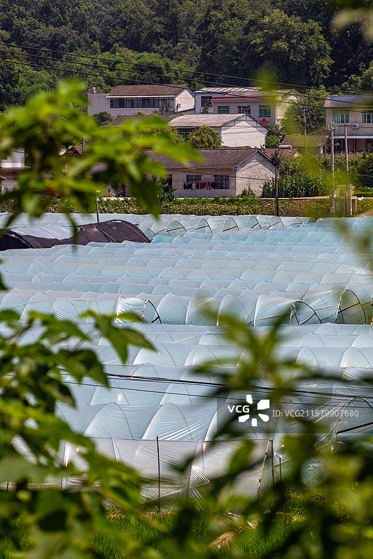 四川省绵阳市菜地，大棚，蔬菜，农业图片素材