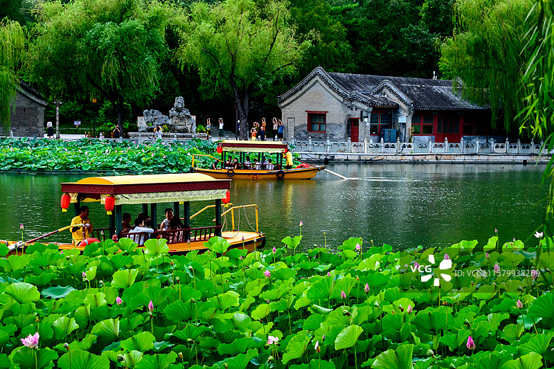 北海公园的荷塘Lotus Pond in BJ Beihai Park图片素材