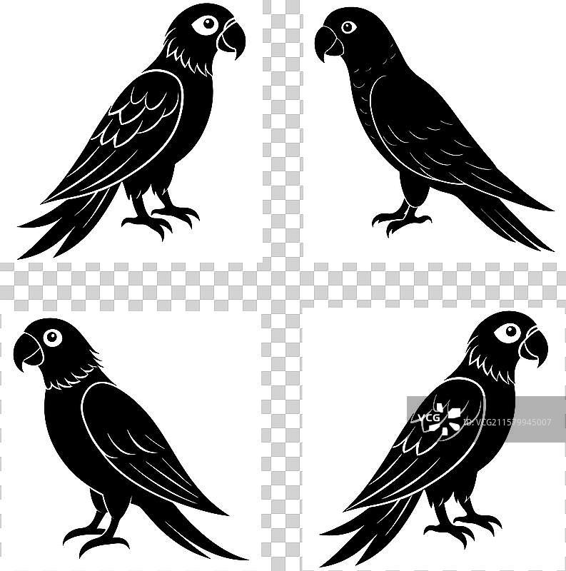 四个鹦鹉轮廓图标集图片素材