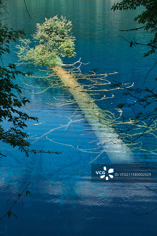 九寨沟景区五花海生命之树图片素材