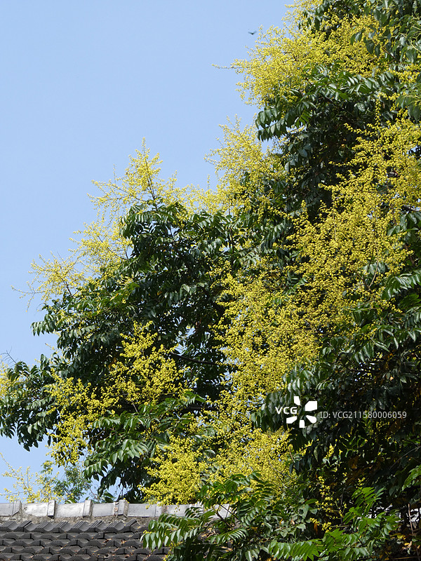 南京1865创意产业园秋天栾树进入盛花期多视角组图素材图片素材