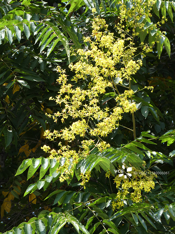 南京1865创意产业园秋天栾树进入盛花期多视角组图素材图片素材