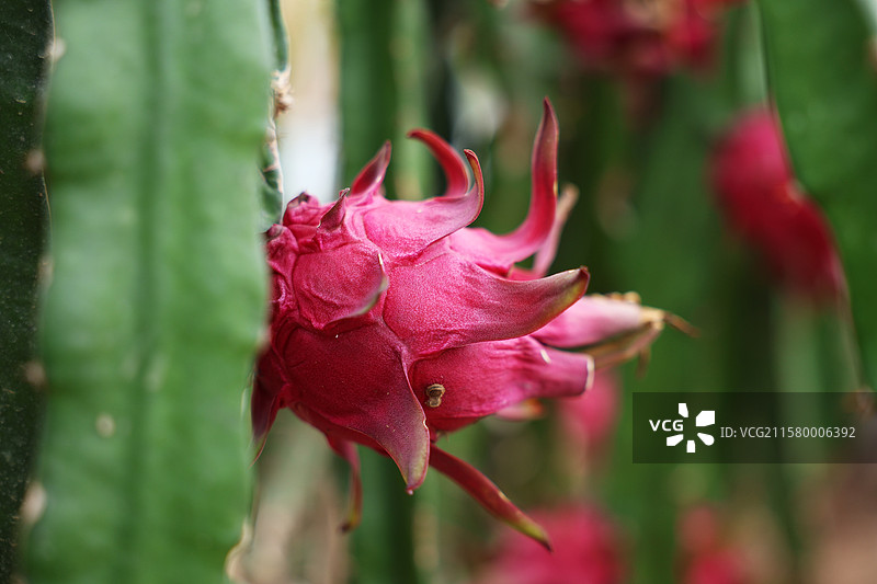 火龙果丰收图片素材