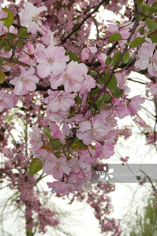 江苏旅游南京文旅莫愁湖公园春天海棠花盛开多视角组图素材图片素材