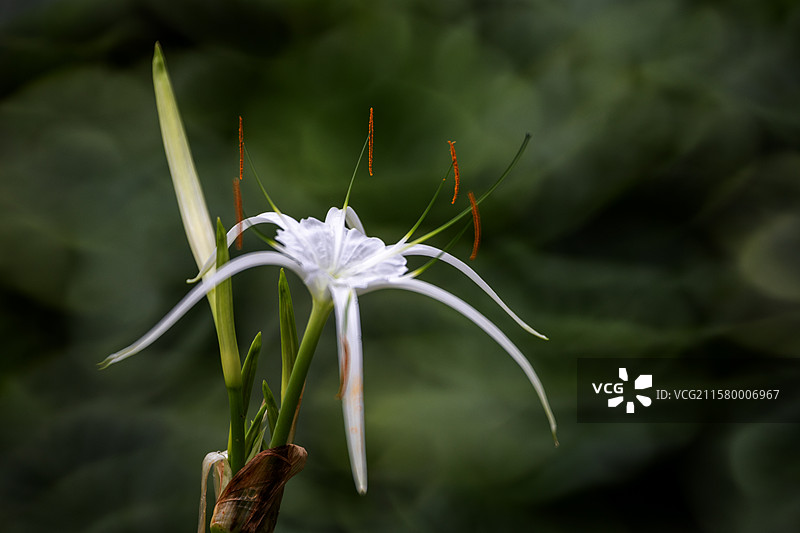 野外白色开花植物特写图片素材