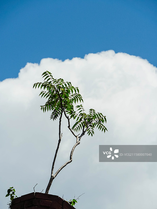 蓝天白云下清新感倔强生长向上的植物图片素材