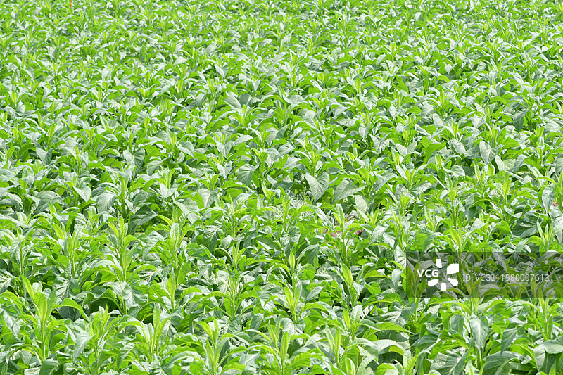 南方常见观赏景观栽培树种-高经济作物-Nicotiana tabacum 烟草图片素材
