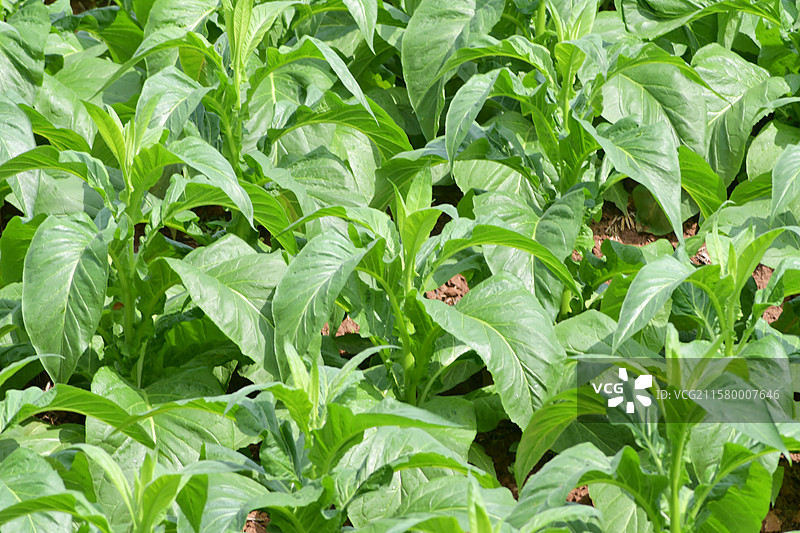 南方常见观赏景观栽培树种-高经济作物-Nicotiana tabacum 烟草图片素材