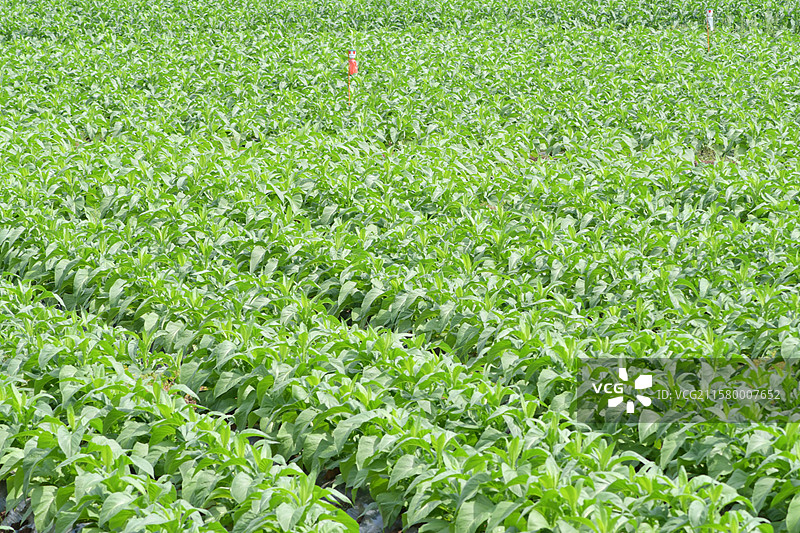 南方常见观赏景观栽培树种-高经济作物-Nicotiana tabacum 烟草图片素材