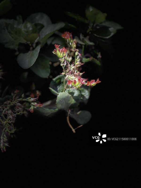 红色的花图片素材