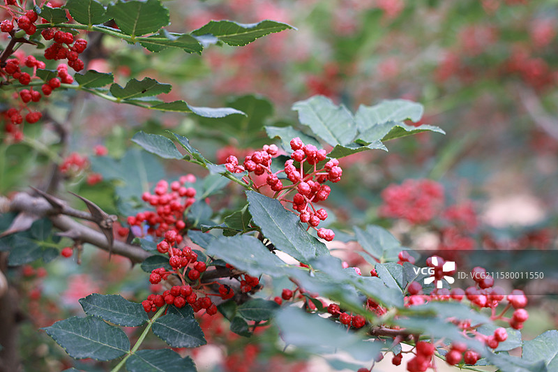 甘肃康县：花椒红了图片素材