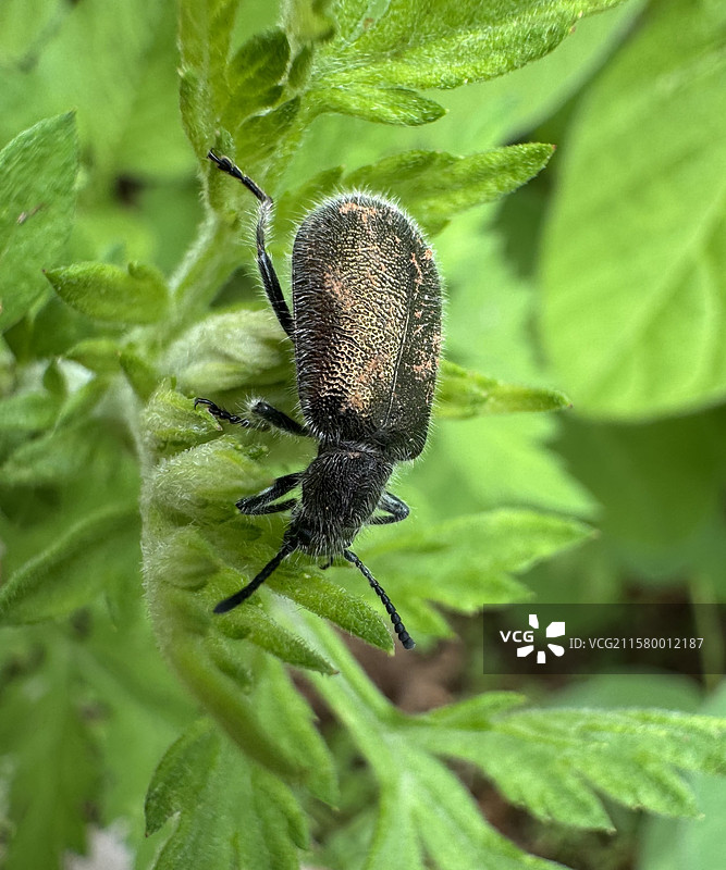 紫蓝角伪叶甲图片素材