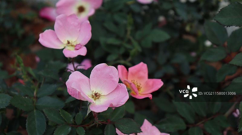 深圳公园里的鲜花花丛图片素材