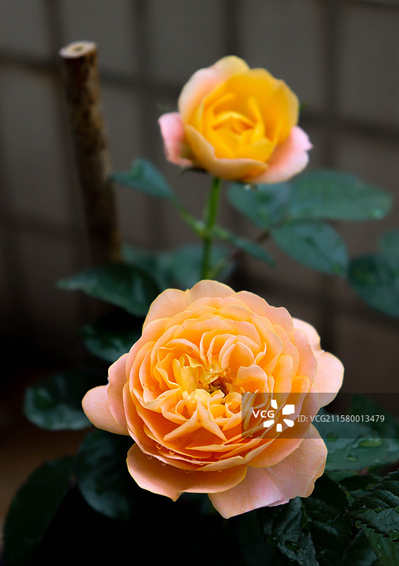 黄色月季花果汁阳台盆栽花朵图片素材