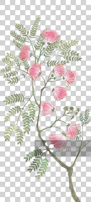 合欢花图片素材