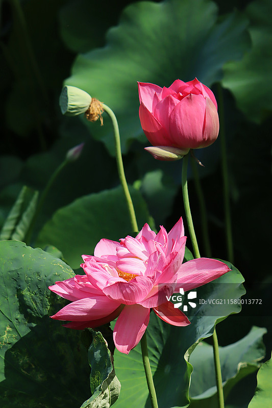 “荷叶罗裙一色裁，芙蓉向脸两边开”，荷花真的太有韵味……图片素材