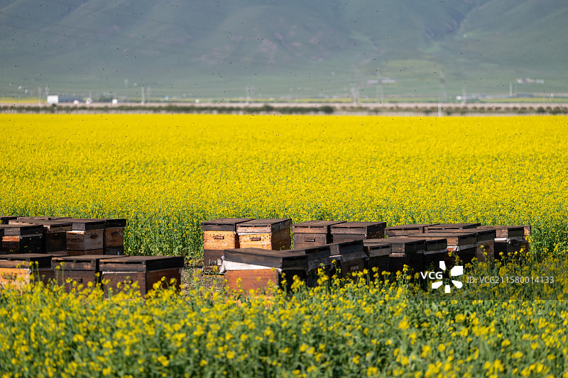 青海门源 油菜花海里的蜂巢 蜂群正在采采蜜图片素材