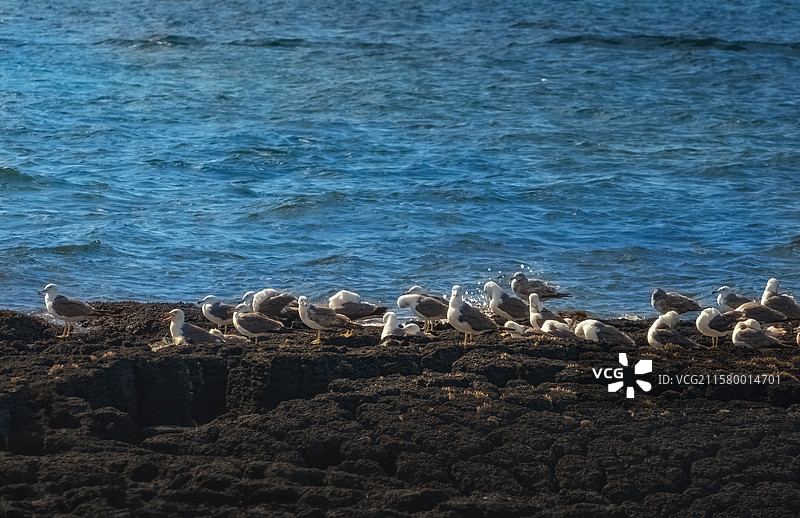 海岸线上的海鸥乐园图片素材