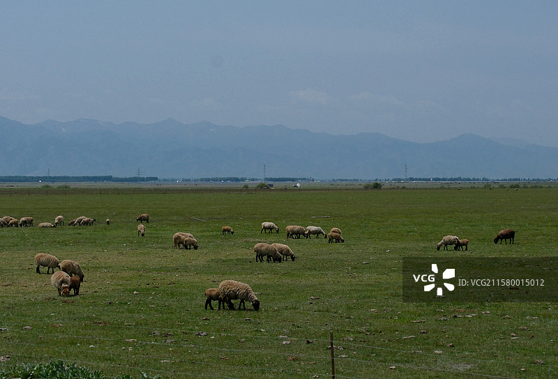 夏日新疆伊犁昭苏县夏特柯尔克孜族乡沿途风景蓝天白云田地建筑草地牛羊图片素材