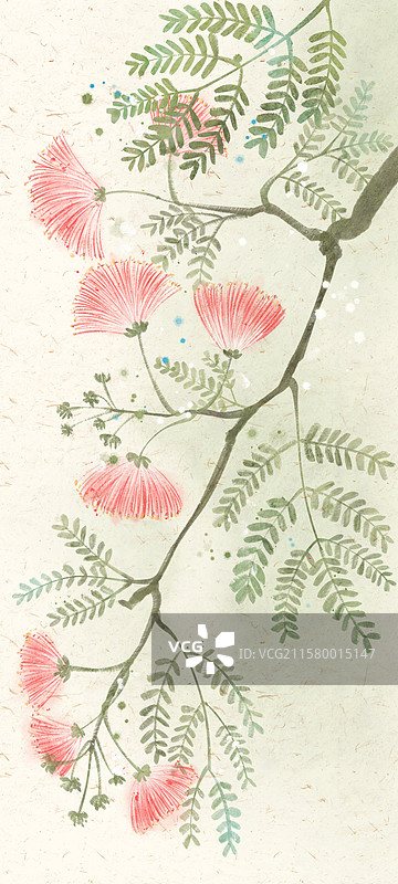 合欢花国风插画图片素材