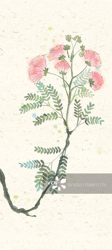 合欢花国风插画图片素材