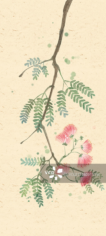 合欢花国风插画图片素材