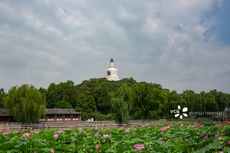 蓝天白云荷花映白塔图片素材