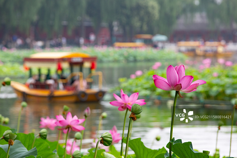 北海公园夏日荷花游船图片素材
