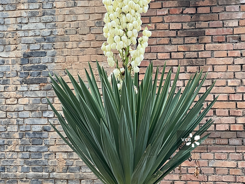 凤尾丝兰图片素材