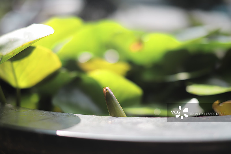 重庆大龙山公园图片素材