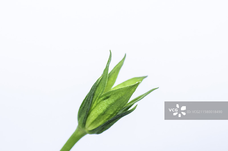 花蕾花苞图片素材