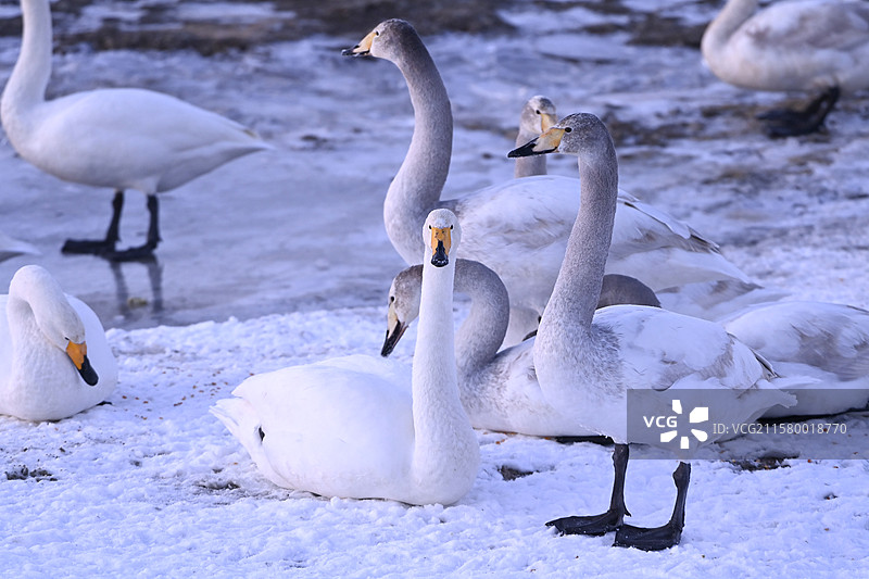 新疆额敏县：好生态吸引越冬天鹅图片素材
