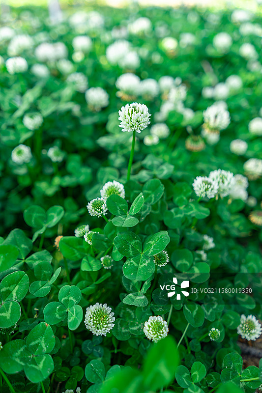 中国野生植物拍摄主题，一只手拿着一支绿色重复丰富的三叶草幸运草叶子特写，户外白昼无人图像摄影图片素材