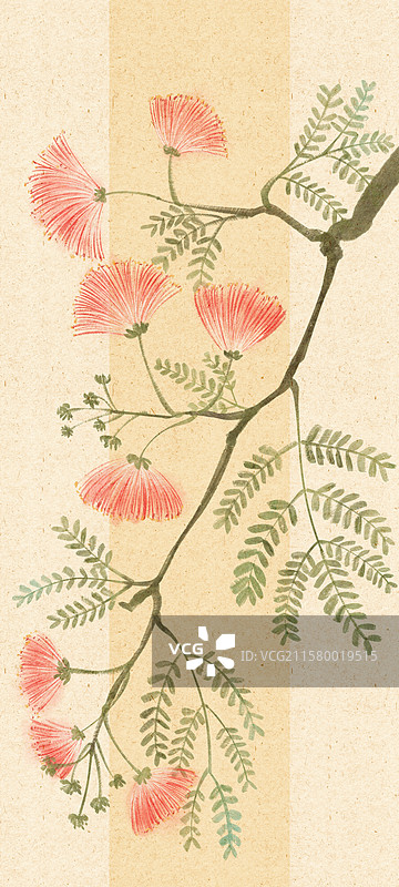 合欢花国风插画图片素材