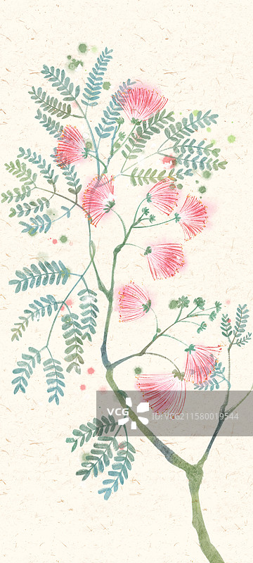 合欢花国风插画图片素材