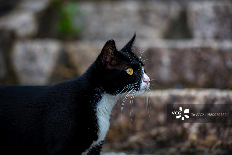 猫坐在户外的特写镜头图片素材