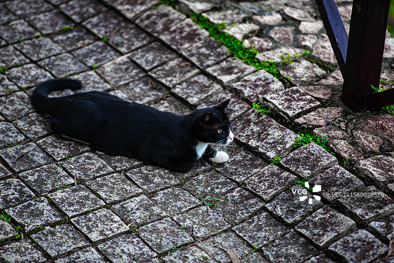 猫坐在户外的特写镜头图片素材
