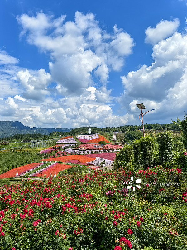 贵州省遵义市桐梓县娄山关街道杉坪村，黔北花海花香四溢，风景如画图片素材