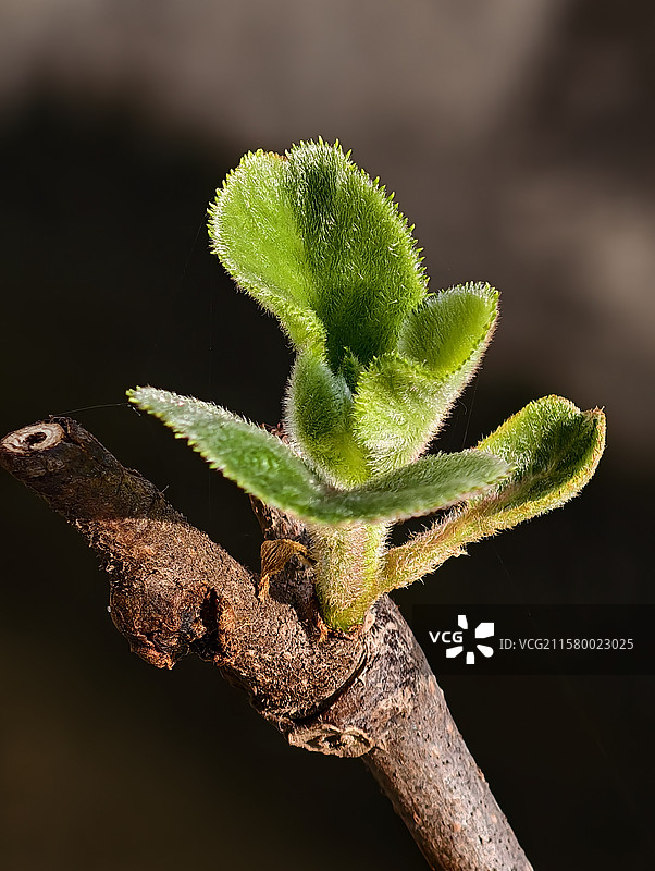 猕猴桃树苗图片素材