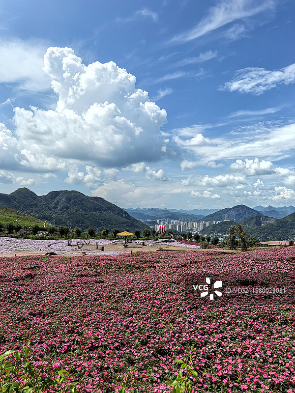 贵州省遵义市桐梓县娄山关街道杉坪村，黔北花海花香四溢，风景如画图片素材