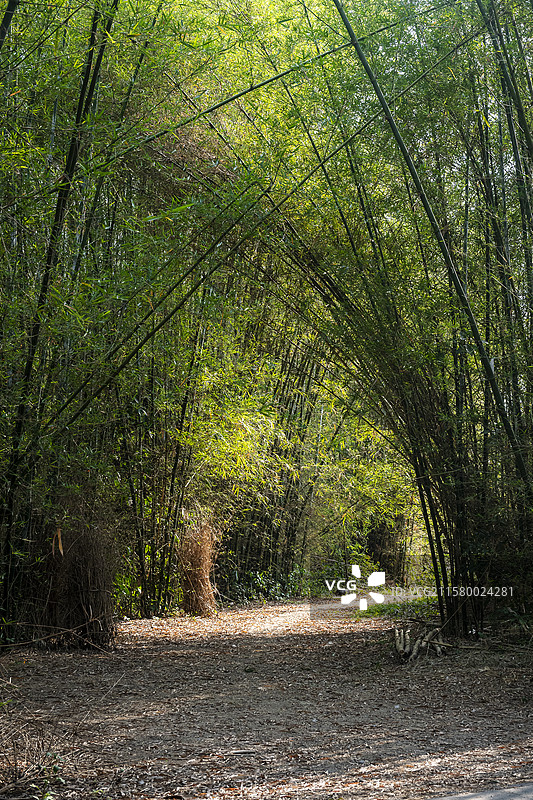 竹林中的道路图片素材